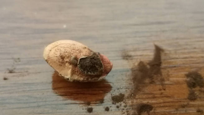 Diseased peanut seed with one sorus (medium severity)